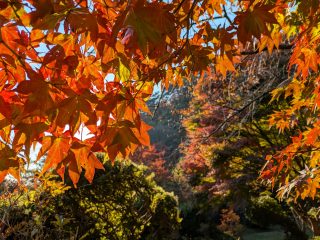 【　10/30時点のきみまち阪公園の様子　】

10/30時点
きみまち阪公園紅葉見頃となっております😊
まだ恋文神社あたりは緑ですが、全体的に色づいています。

公園内にはクマの目撃情報もありますので、
散策する際は各自対策をしながらお楽しみください！

#道の駅 #道の駅ふたつい #きみまち阪 #きみまち阪公園 #紅葉 #紅葉スポット #紅葉デート #紅葉狩り #秋田紅葉 #東北紅葉 #東北 #道の駅巡り #秋田県 #秋田 #能代市 #能代 #二ツ井町 #二ツ井 #秋田観光 #能代観光 #秋田旅行 #秋田を旅しよう