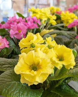 【　二ツ井のお花入荷しました🌸　】

かわいいかわいい二ツ井産のお花入荷しました！
種類はポリアン！
冬のガーデニングで大人気！

生産者さんは
能代市内唯一の花きの専業農家さん✨
約50年のキャリアを持ち、根と土づくりからこだわっています！
毎週能代から東京の市場へお花を出品しているようです！すごい…。
ハウスも大きく、30種類以上のお花を年間通して育てています！
お花のある生活にあこがれ♡
是非！

#道の駅 #道の駅ふたつい #ポリアン #花のある暮らし #花のある生活 #産直 #秋田県 #秋田 #能代市 #能代 #二ツ井町 #二ツ井 #道の駅巡り #秋田おでかけ #秋田旅行 #秋田ドライブ #能代観光