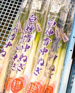 【 ✨特別入荷✨白神雪中ねぎ 】

こんにちは！
昨夜から一気に冬へ逆戻り…雪積もりましたね😢

そんな今の時期にぴったり！
雪の下でじっくり甘さを引き出した
『白神雪中ねぎ』限定入荷しました✨

世界自然遺産白神山地麓の水で育てたねぎを
11～12月に収穫し雪の下で貯蔵。
凍らないよう糖分を蓄えることで、
甘みが増したおいしいねぎになります！

太くてやわらかく、シャキッと食感◎
今しか味わえない旬のねぎ、
ぜひご賞味ください😊

#道の駅ふたつい #道の駅 #雪中ねぎ #白神ねぎ #ネギ #ねぎ #産直 #新鮮 #雪下 #新鮮野菜 秋田県 #秋田 #能代市 #能代 #二ツ井町 #二ツ井 #秋田観光 #秋田おでかけ #秋田旅行 #秋田を旅しよう #能代観光