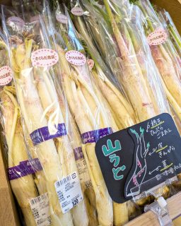 【 二ツ井特産！山うど入荷しました✨ 】

こんにちは！
二ツ井の特産品『山うど』が入荷しました～！！
今年も立派で香り豊か✨

能代市二ツ井町は、全国有数の山うどの産地！
シャキッとした歯触りと爽やかな香り、
そして特有のほろ苦さが魅力の春の味覚です。

葉や新芽は天ぷらに、
茎は生食や酢みそ、ごま和え、煮物、炒め物などに♪
さらに皮もきんぴらにできるので、
余すことなく楽しめる山菜です✨

今年も天候に左右されましたが、
出荷量は例年通りとなりそうです！

箱売りもございますので、
ご家庭用・贈り物にもおすすめです📦

そして来週土日は
「山うどまつり」を開催予定！！
詳細はまた後日お知らせいたします😊

旬の味覚をぜひご賞味ください！
皆さまのご来店お待ちしております♪

#道の駅 #道の駅ふたつい #山うど #山菜 #春 #新鮮 #秋田県 #秋田 #能代市 #能代 #二ツ井町 #二ツ井 #秋田観光 #秋田旅行 #秋田ドライブ #秋田を旅しよう #能代観光 #産直 #道の駅巡り #山うどまつり #山ウド